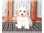 Cavapoo PUPPY FOR SALE ADN-771012 - Charlie Handsome Blenheim colored male