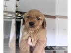 Golden Retriever PUPPY FOR SALE ADN-771008 - 8 golden retriever puppies