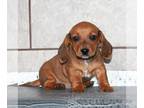 Dachshund PUPPY FOR SALE ADN-771005 - Mini Dachshund