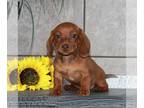 Dachshund PUPPY FOR SALE ADN-771004 - Mini Dachshund