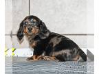 Dachshund PUPPY FOR SALE ADN-770998 - Mini Dachshund