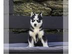 Siberian Husky PUPPY FOR SALE ADN-770992 - AKC Siberian Husky