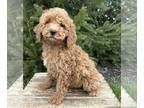 Cockapoo PUPPY FOR SALE ADN-770971 - Charlie