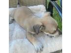 Chihuahua Puppy for sale in Trenton, FL, USA