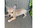 Merle Chihuahua(Peanut)