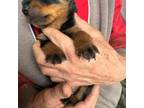 Rottweiler Puppy for sale in Shawano, WI, USA