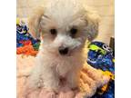 Maltipoo Puppy for sale in Penrose, CO, USA