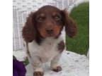 Dachshund Puppy for sale in Wyaconda, MO, USA