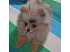 Pomeranian Puppy for sale in Centerville, TX, USA