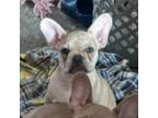 French Bulldog Puppy for sale in Red House, WV, USA