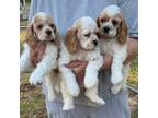 Cocker Spaniel Puppy for sale in Siler City, NC, USA