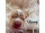 Flannery