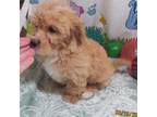 Wapoo Puppy for sale in Rattan, OK, USA
