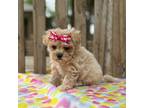 Maltipoo Puppy for sale in Gloster, MS, USA