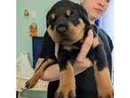 Rottweiler Puppy for sale in Deland, FL, USA