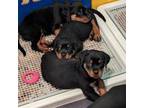 Rottweiler Puppy for sale in Deland, FL, USA