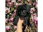 Goldendoodle Puppy for sale in Auburn, WA, USA