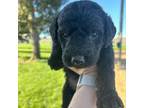 Labradoodle Puppy for sale in Othello, WA, USA
