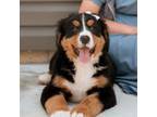 Bernese Mountain Dog Puppy for sale in New Haven, IN, USA