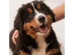 Bernese Mountain Dog Puppy for sale in New Haven, IN, USA