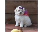 Maltipoo Puppy for sale in Terrell, TX, USA