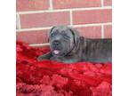 Cane Corso Puppy for sale in Atoka, OK, USA