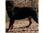 Rottweiler Puppy for sale in Tucson, AZ, USA