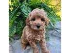 Mutt Puppy for sale in Home, PA, USA