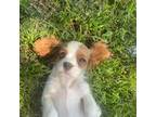 Cavalier King Charles Spaniel Puppy for sale in Wesley, AR, USA