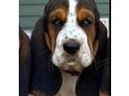 Basset Hound Puppy for sale in Lagrange, GA, USA