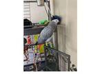 IJU African Grey Parrots Birds