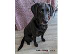 Hartley Labrador Retriever Adult Female