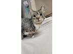 Angel *Good with cats and adults* Domestic Shorthair Adult Male