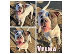 Velma American Staffordshire Terrier Young Female