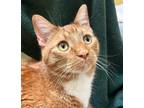 Tomoe Domestic Shorthair Adult Male