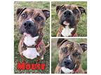 Mouse American Staffordshire Terrier Young Male