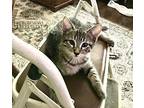 NP Logan Domestic Shorthair Young Male