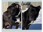 Luna American Staffordshire Terrier Young Female