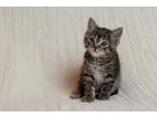 Thing 2 Domestic Shorthair Kitten Female