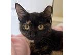 TigerLily Domestic Shorthair Kitten Female