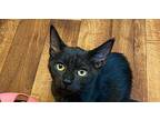 Marcella - Adopt, Foster, Foster to Adopt Domestic Shorthair Kitten Female