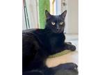 Gideon *Good with cats and adults* Domestic Shorthair Adult Male