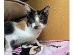 Fairy Dust Domestic Shorthair Young Female