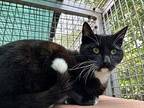 Wilbert Domestic Shorthair Young Female