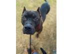 Libre Cane Corso Adult Male