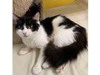 Clarice Domestic Longhair Young Female