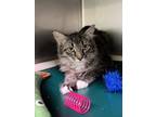 Caspian Domestic Shorthair Adult Male