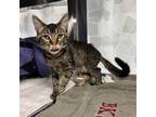 Lu (Bubba Lewis) Domestic Shorthair Young Female