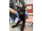 Frederick Domestic Shorthair Adult Male