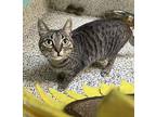 Stacy Domestic Shorthair Young Female